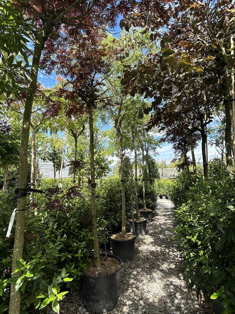 Albizia julibrissin