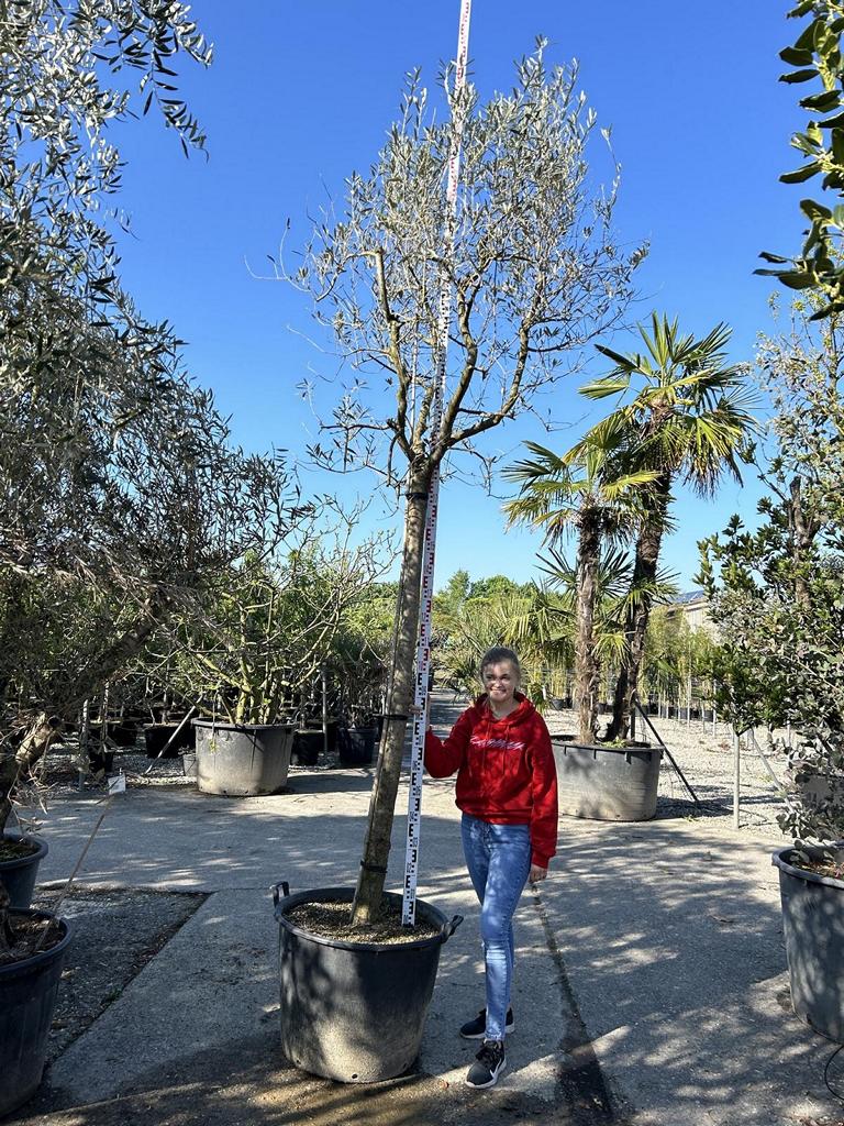 Olea europaea