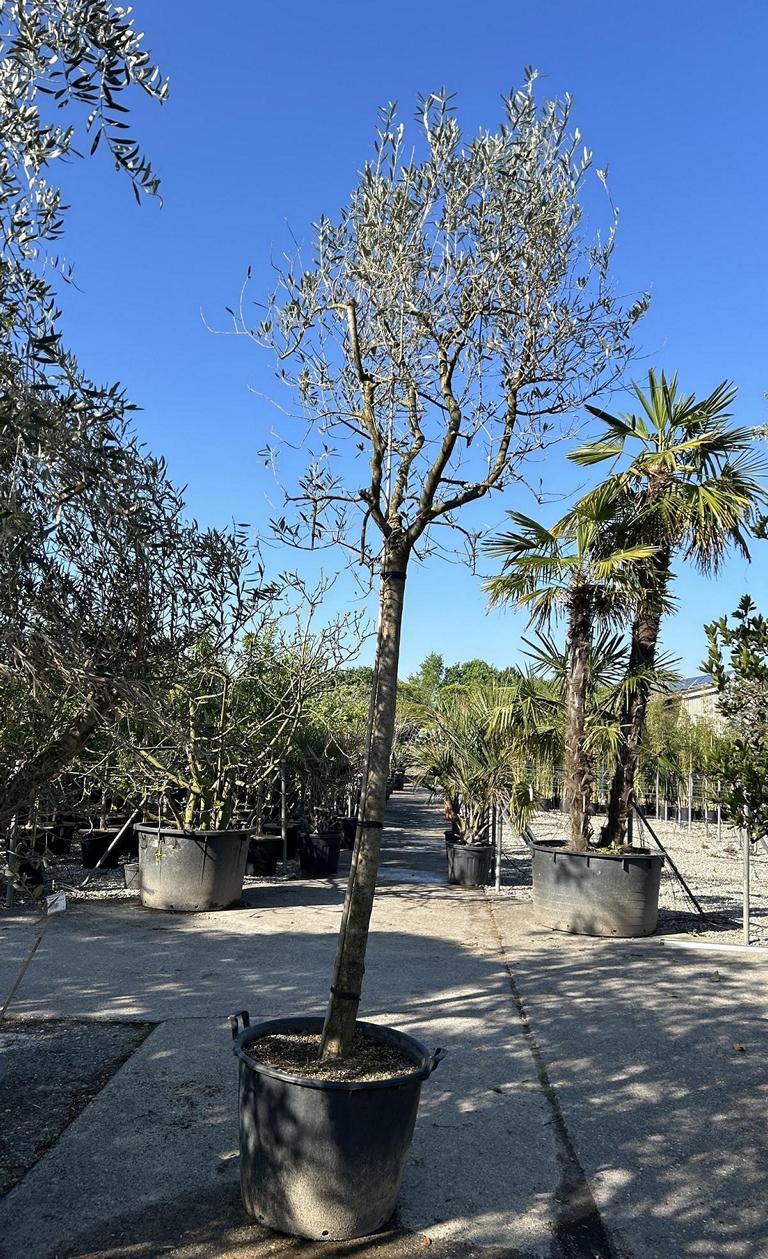 Olea europaea