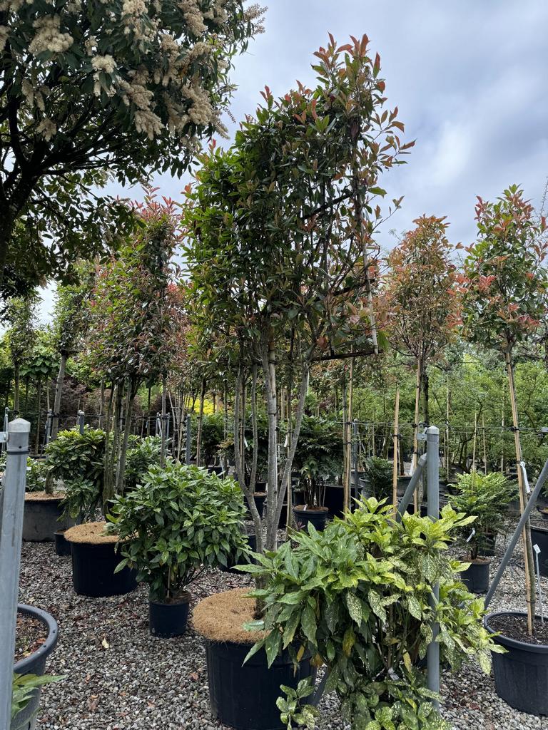 Photinia fraseri 'Red Robin' Spalierform