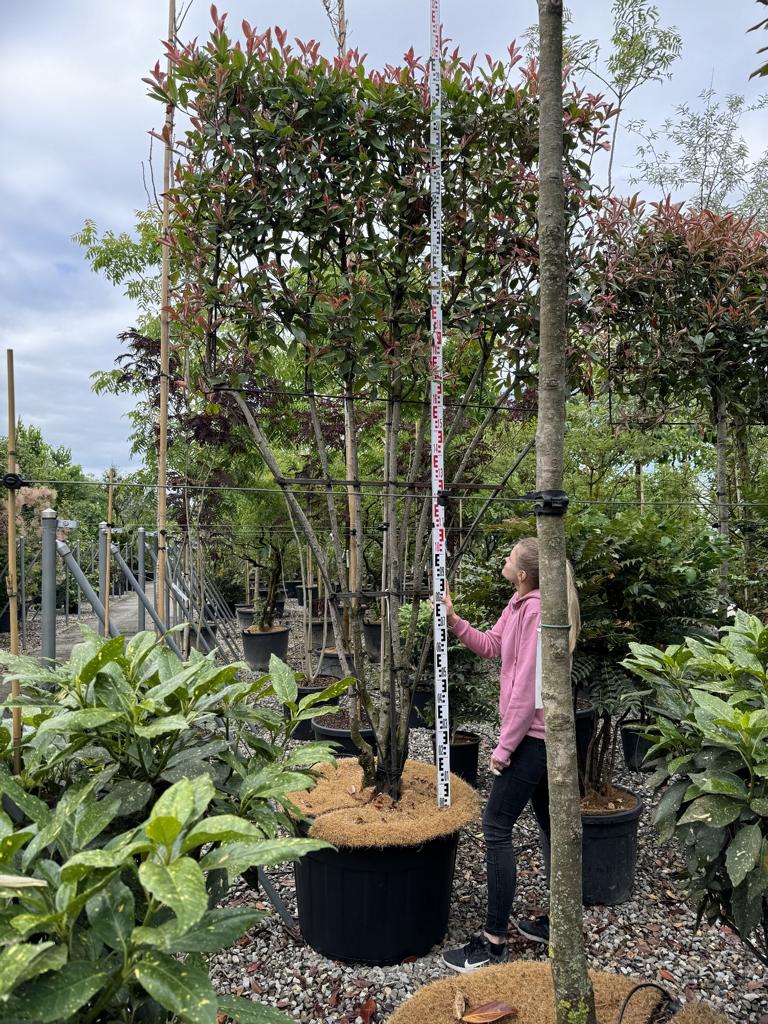 Photinia fraseri 'Red Robin' Spalierform