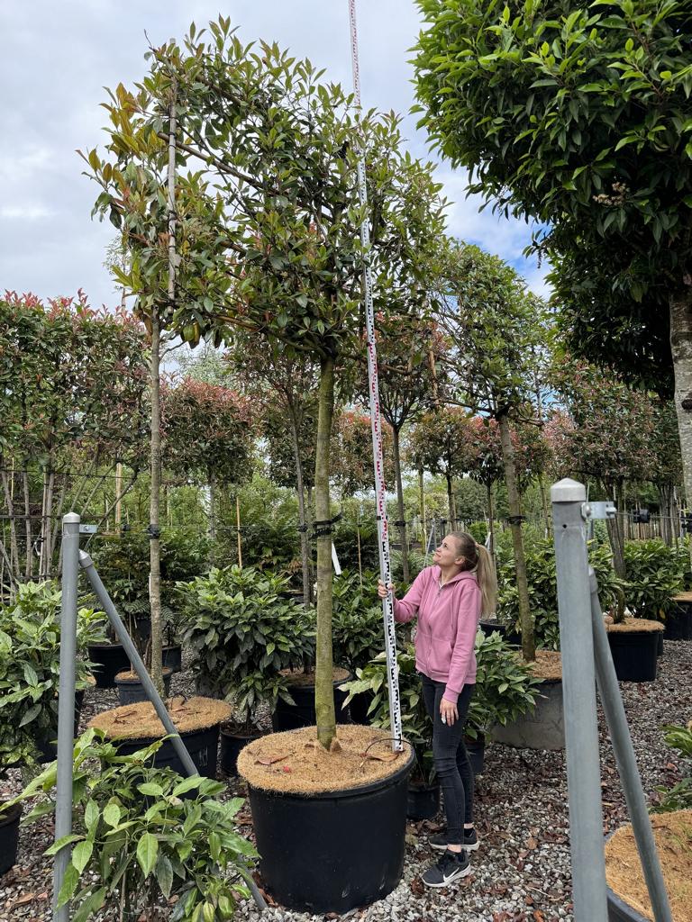 Photinia fraseri 'Red Robin' Spalierform