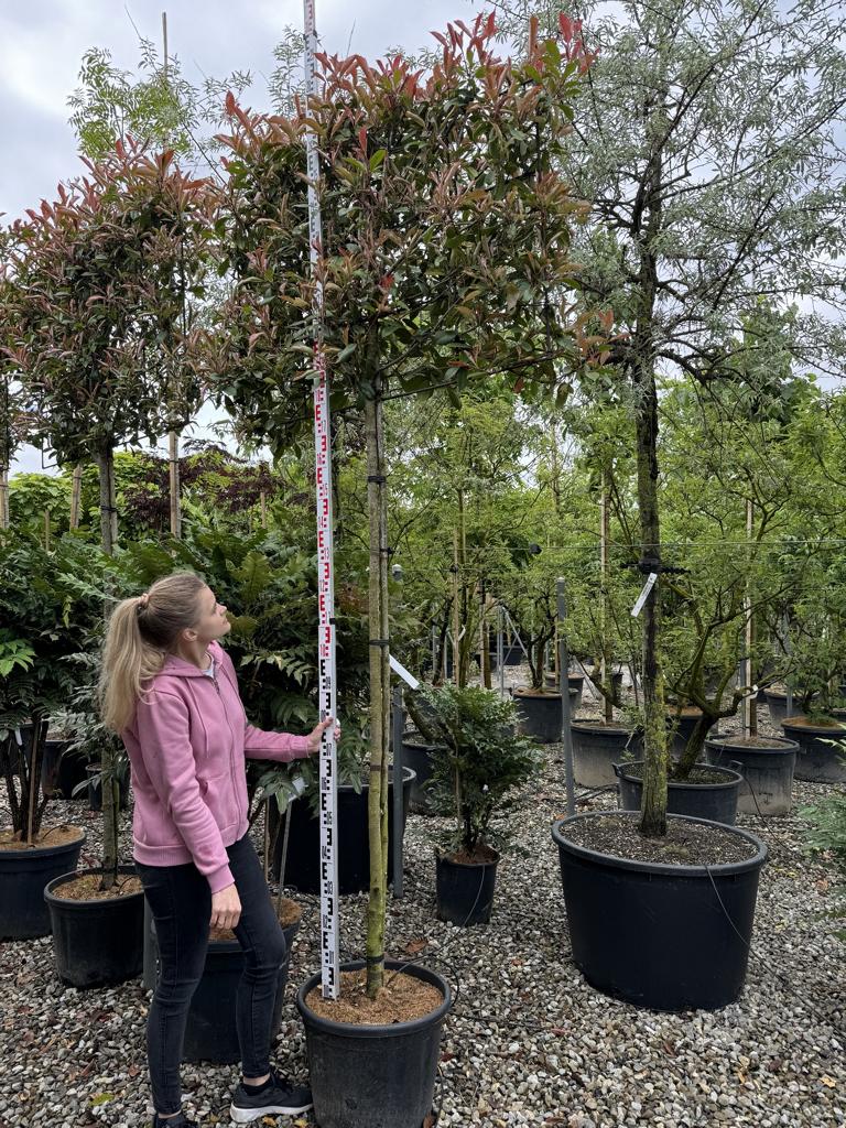 Photinia fraseri 'Red Robin' Spalierform