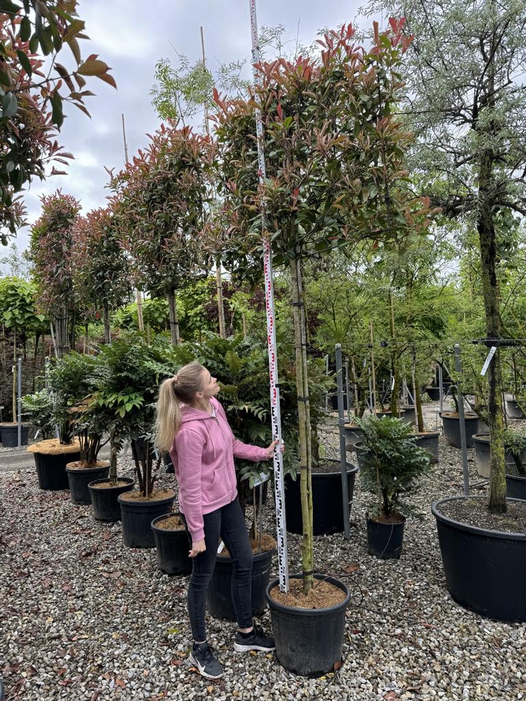 Photinia fraseri 'Red Robin' Spalierform