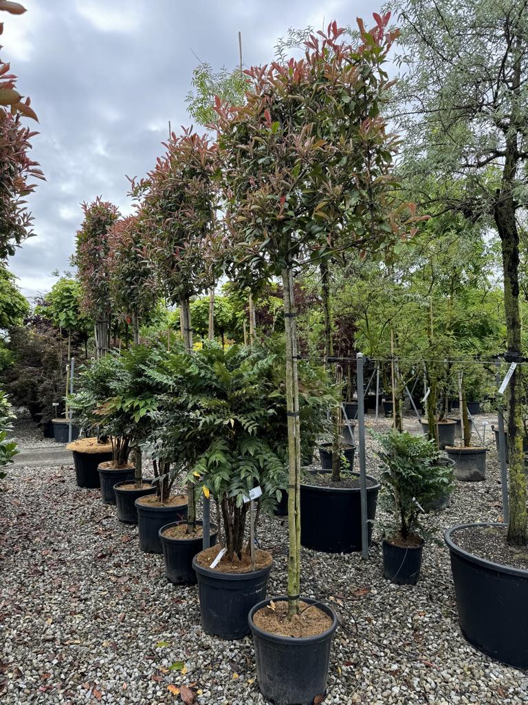 Photinia fraseri 'Red Robin' Spalierform