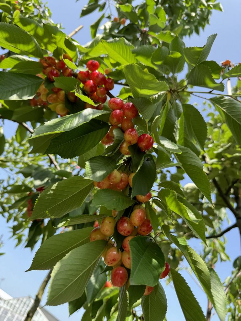 Prunus avium 'Burlat'