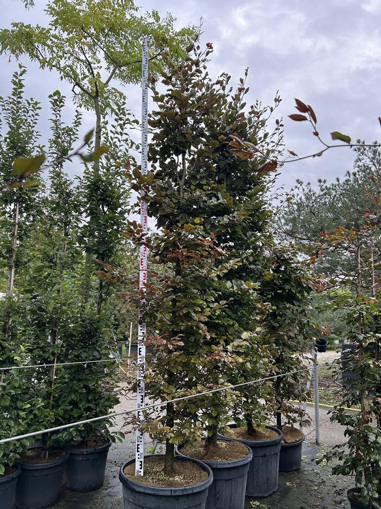 Fagus sylvatica 'Atropunicea'