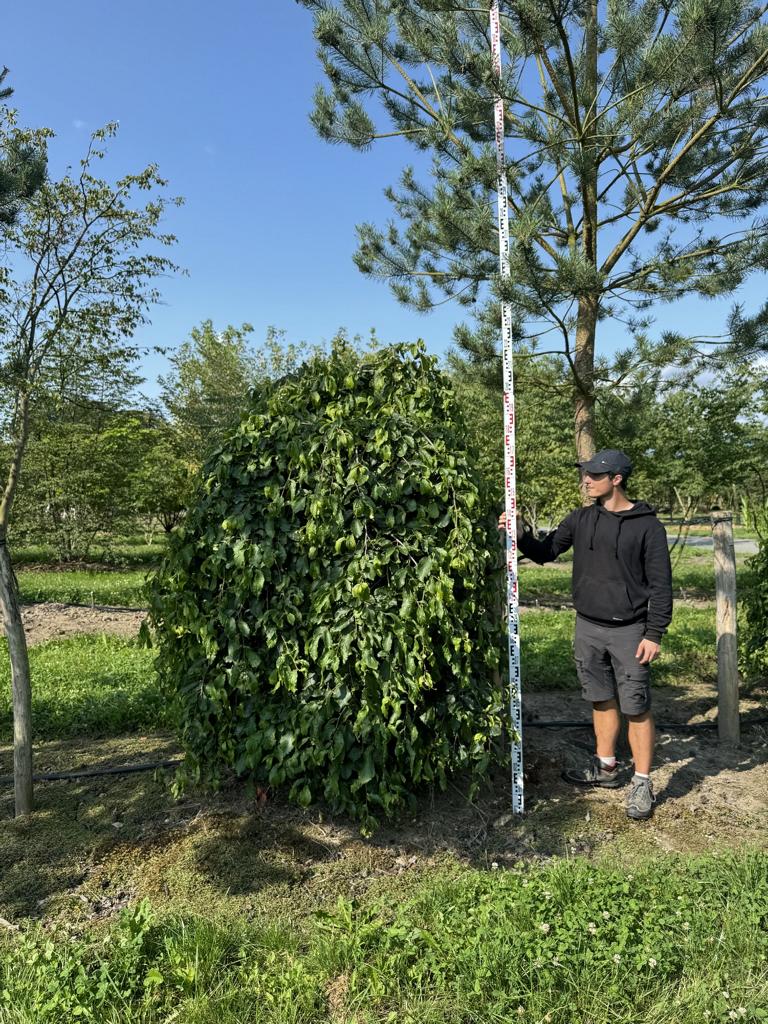 Parrotia persica 'Pendula'