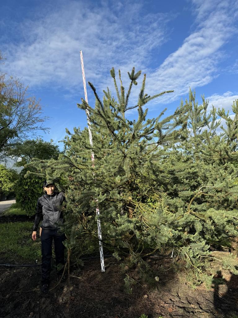 Pinus sylvestris