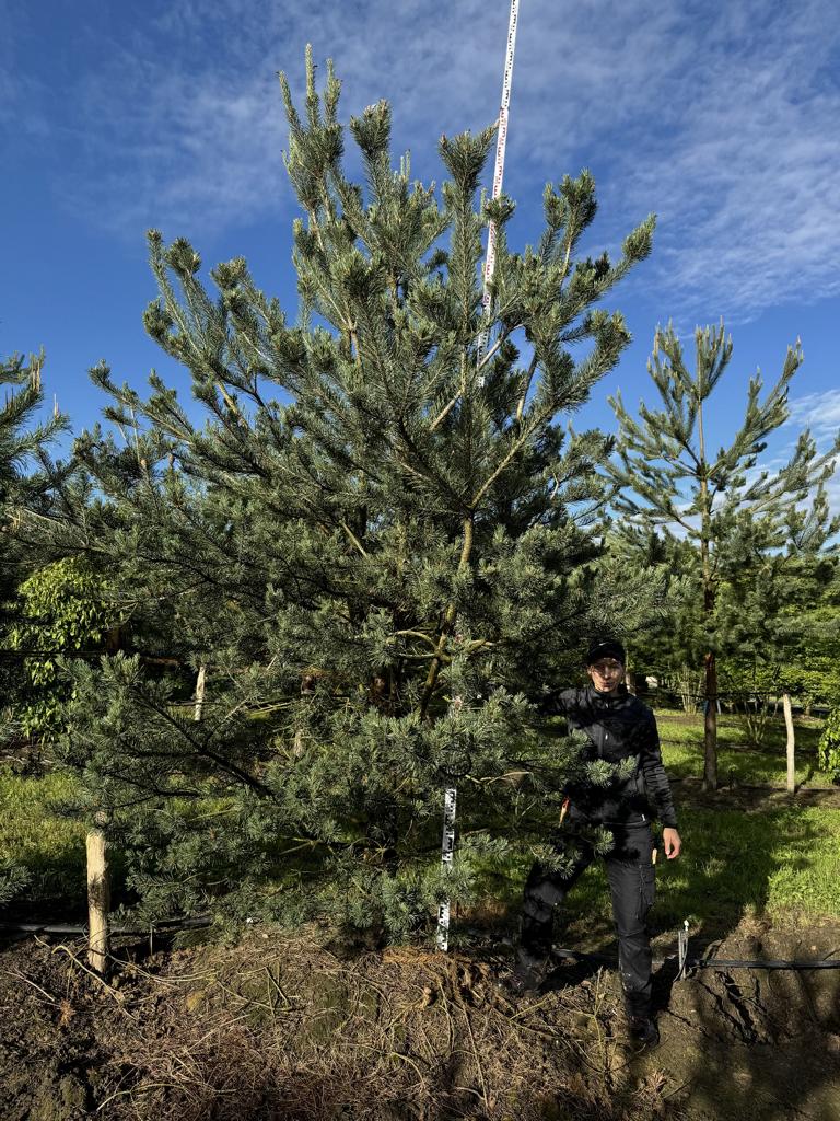 Pinus sylvestris