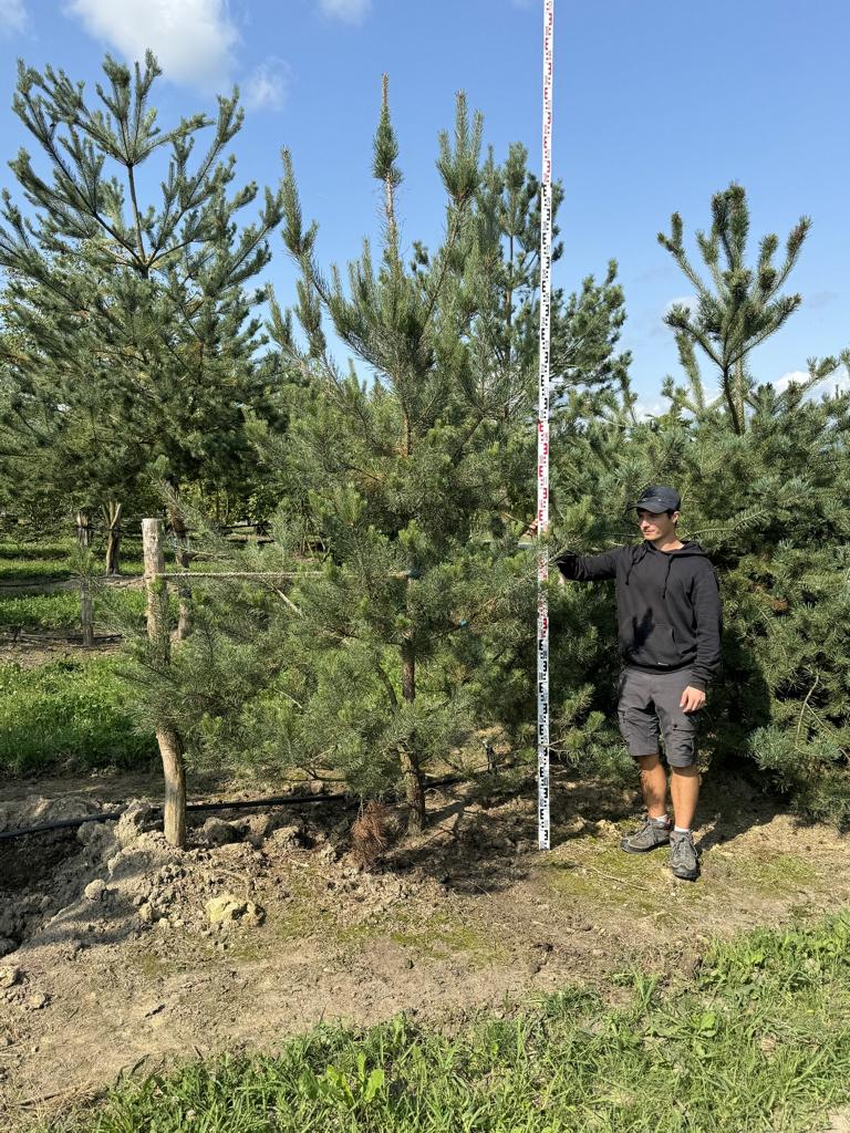 Pinus sylvestris