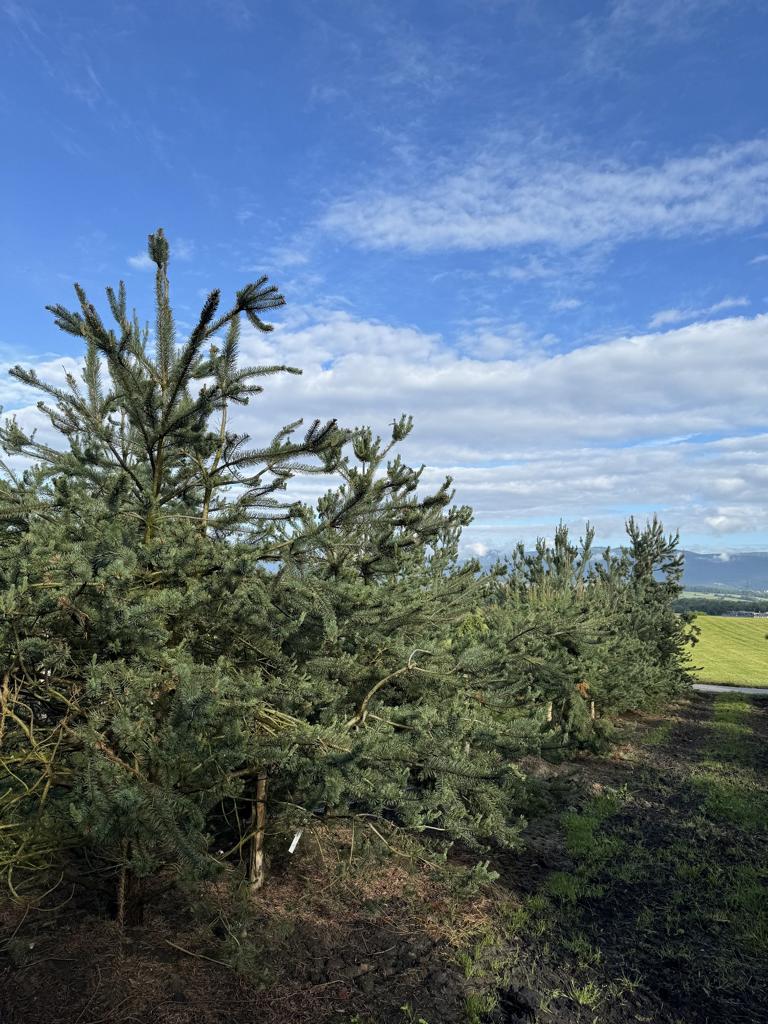 Pinus sylvestris