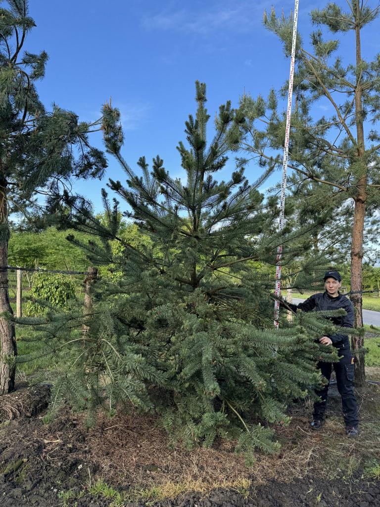 Pinus sylvestris