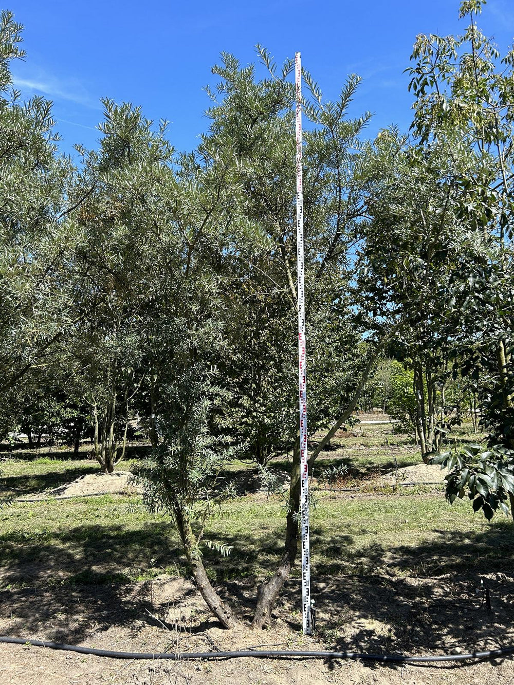 Hippophae rhamnoides 'Hikul'