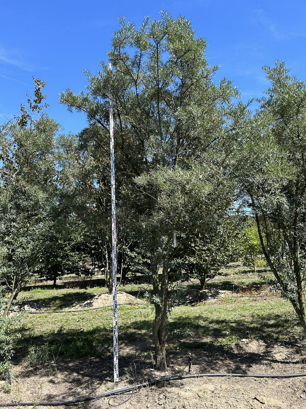 Hippophae rhamnoides 'Hikul'