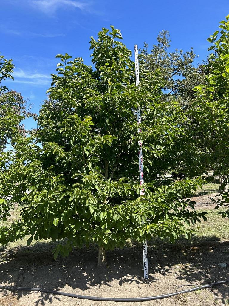 Magnolia kobus