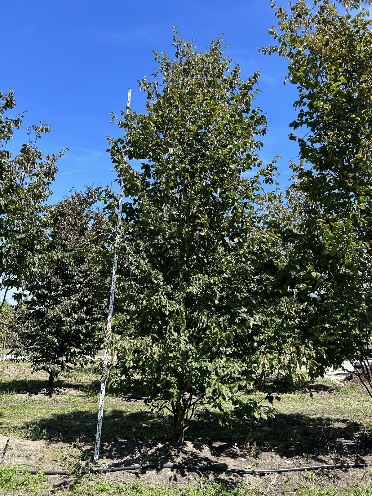 Parrotia persica 'Vanessa'