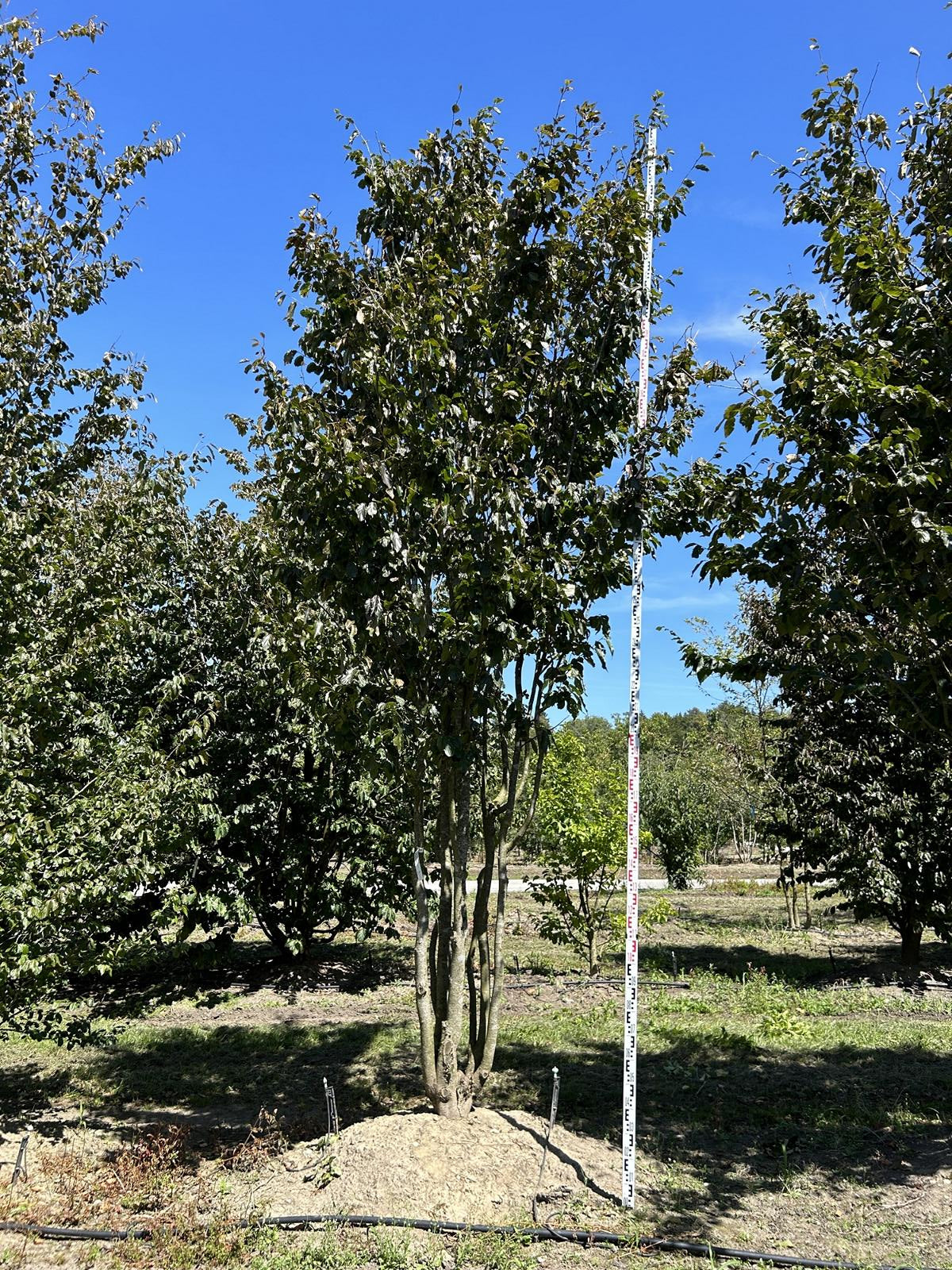 Parrotia persica 'Vanessa'