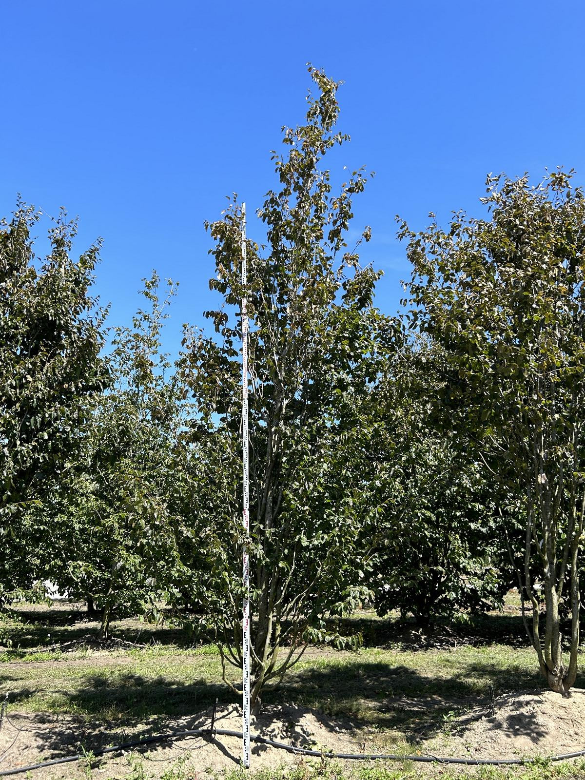 Parrotia persica 'Vanessa'