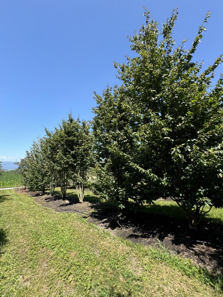 Parrotia persica