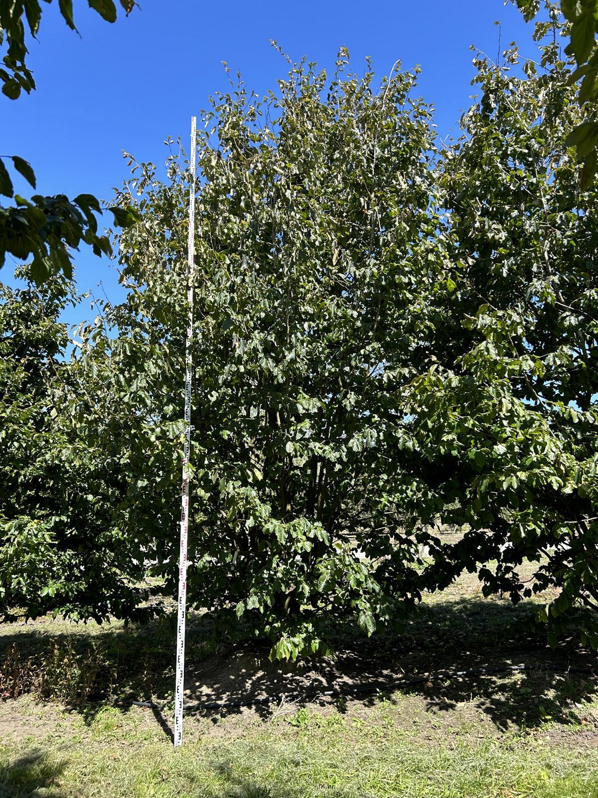 Parrotia persica