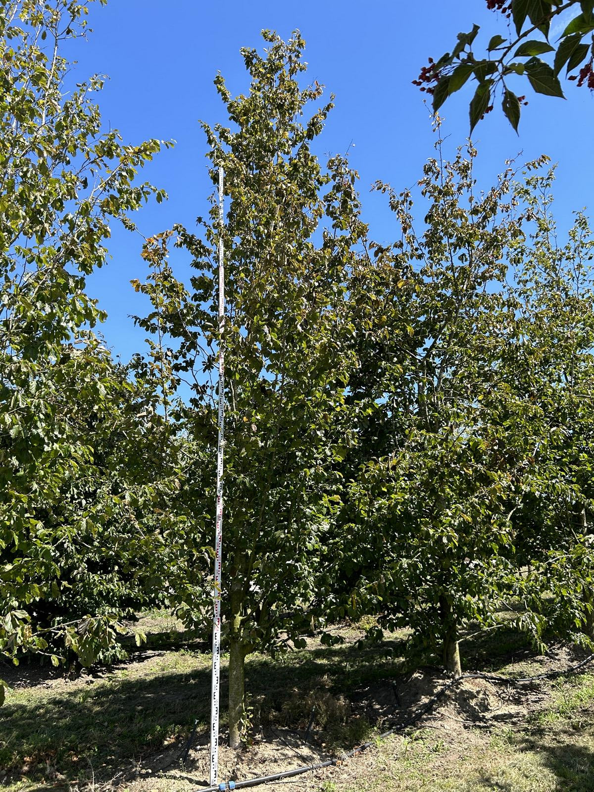 Parrotia persica