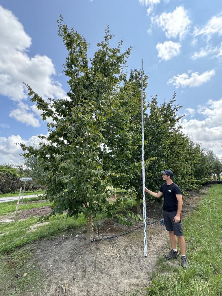 Parrotia persica