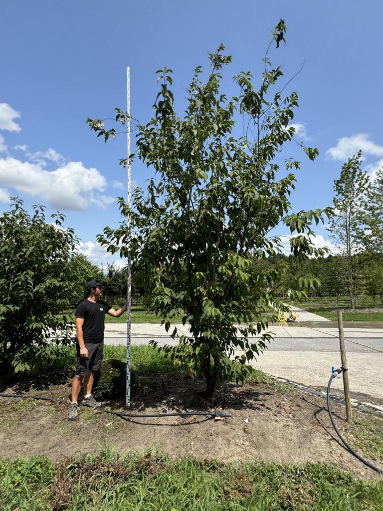 Halesia carolina