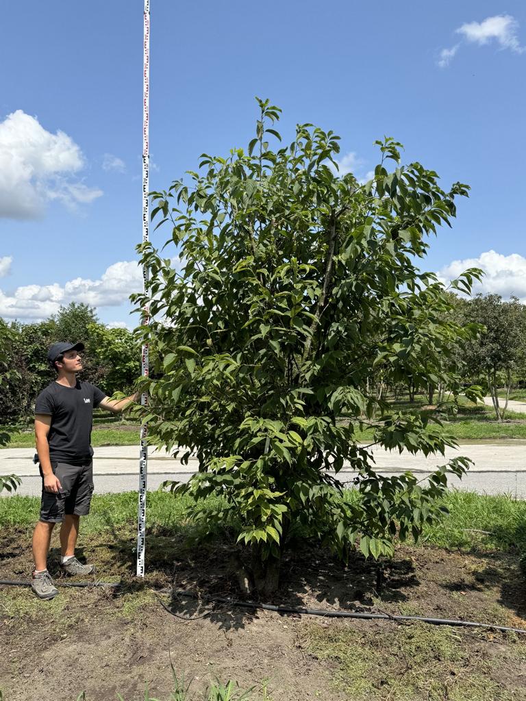 Halesia carolina