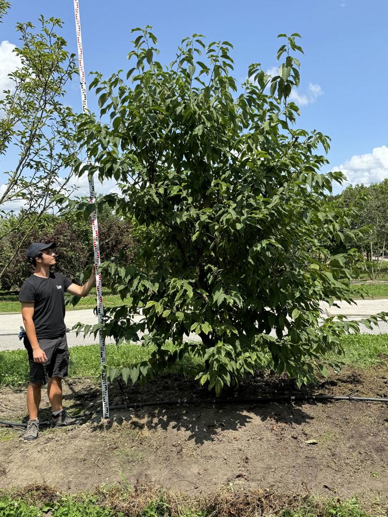 Halesia carolina