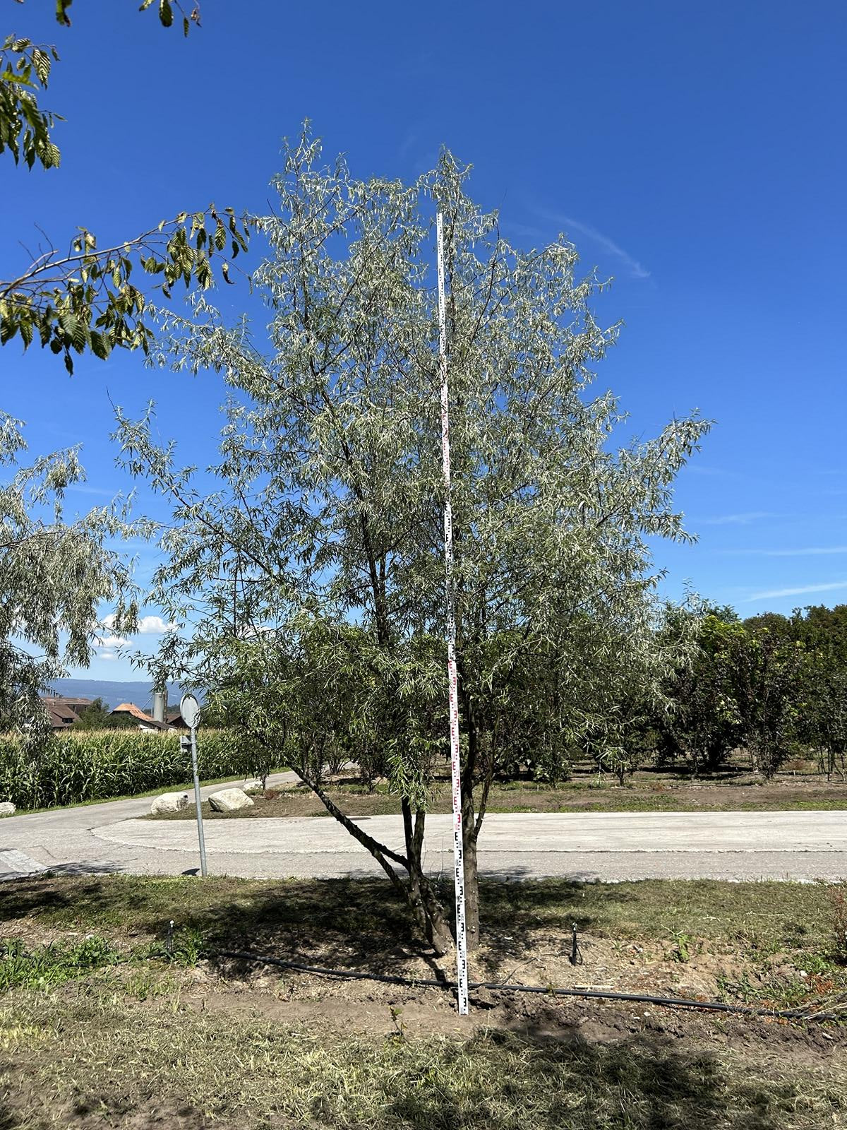 Elaeagnus angustifolia Schirmform