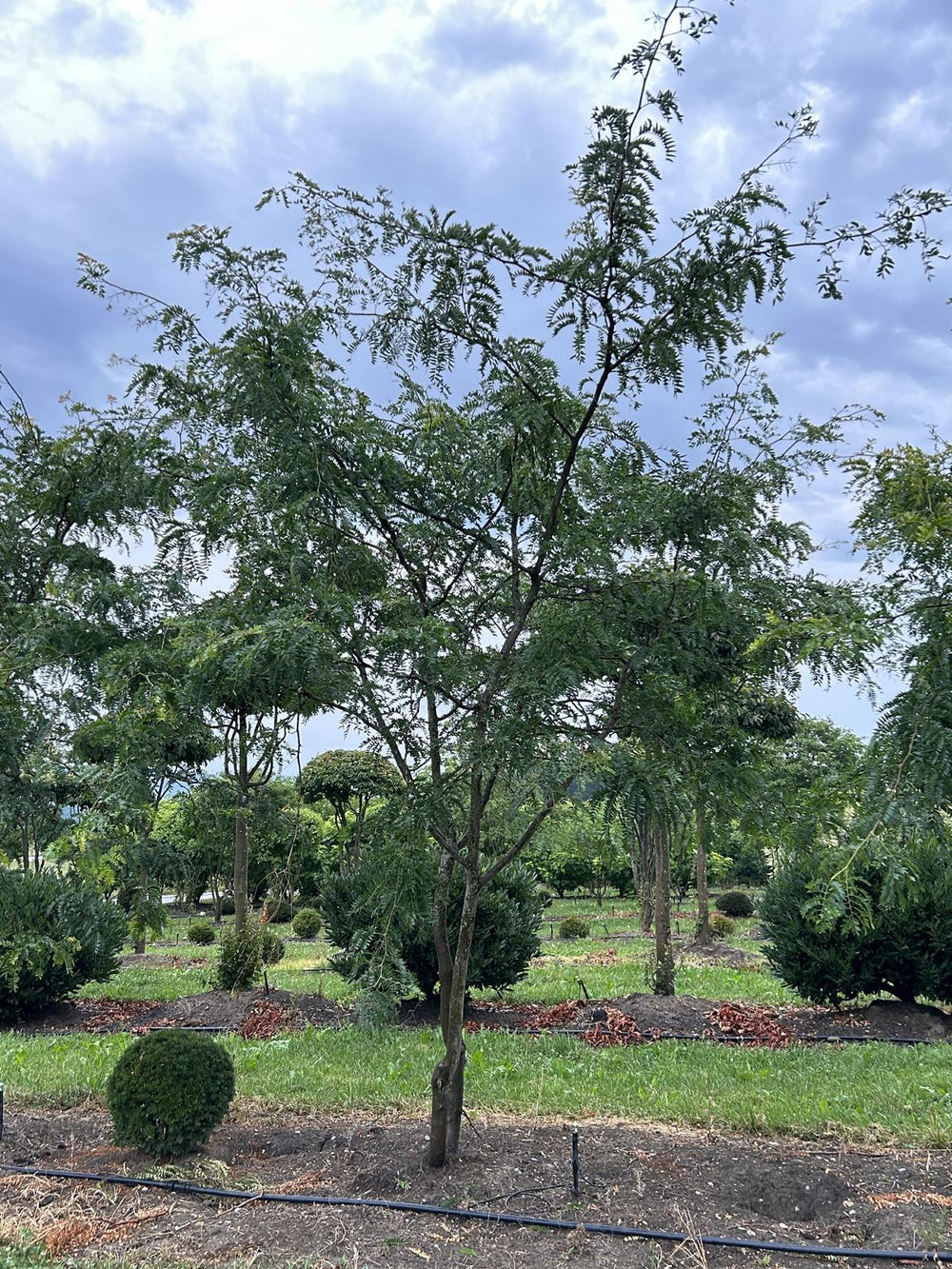 Gleditsia triacanthos 'Sunburst' Dachform