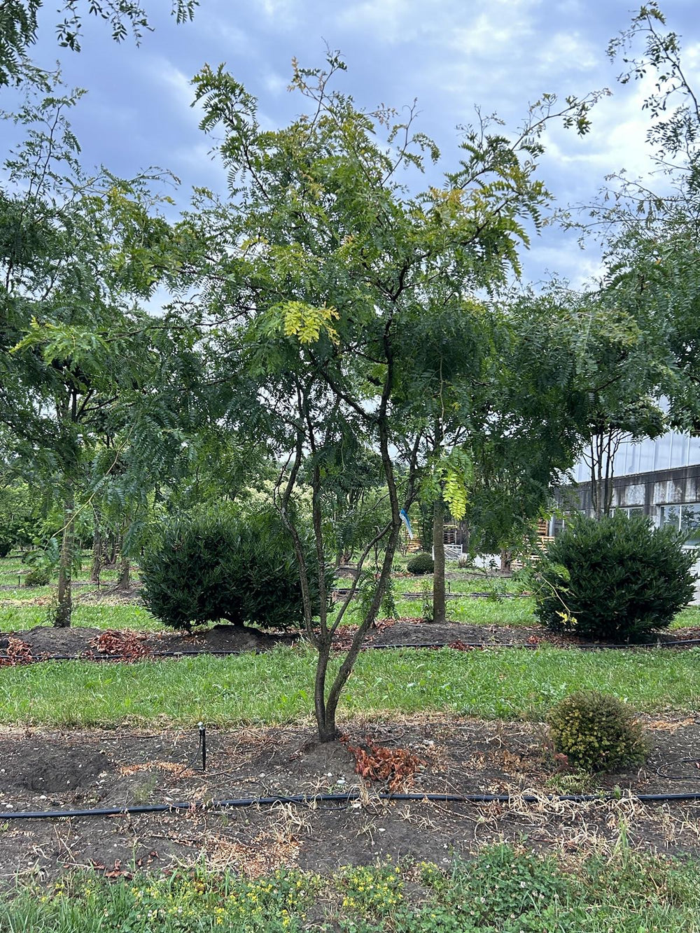 Gleditsia triacanthos 'Sunburst' Dachform