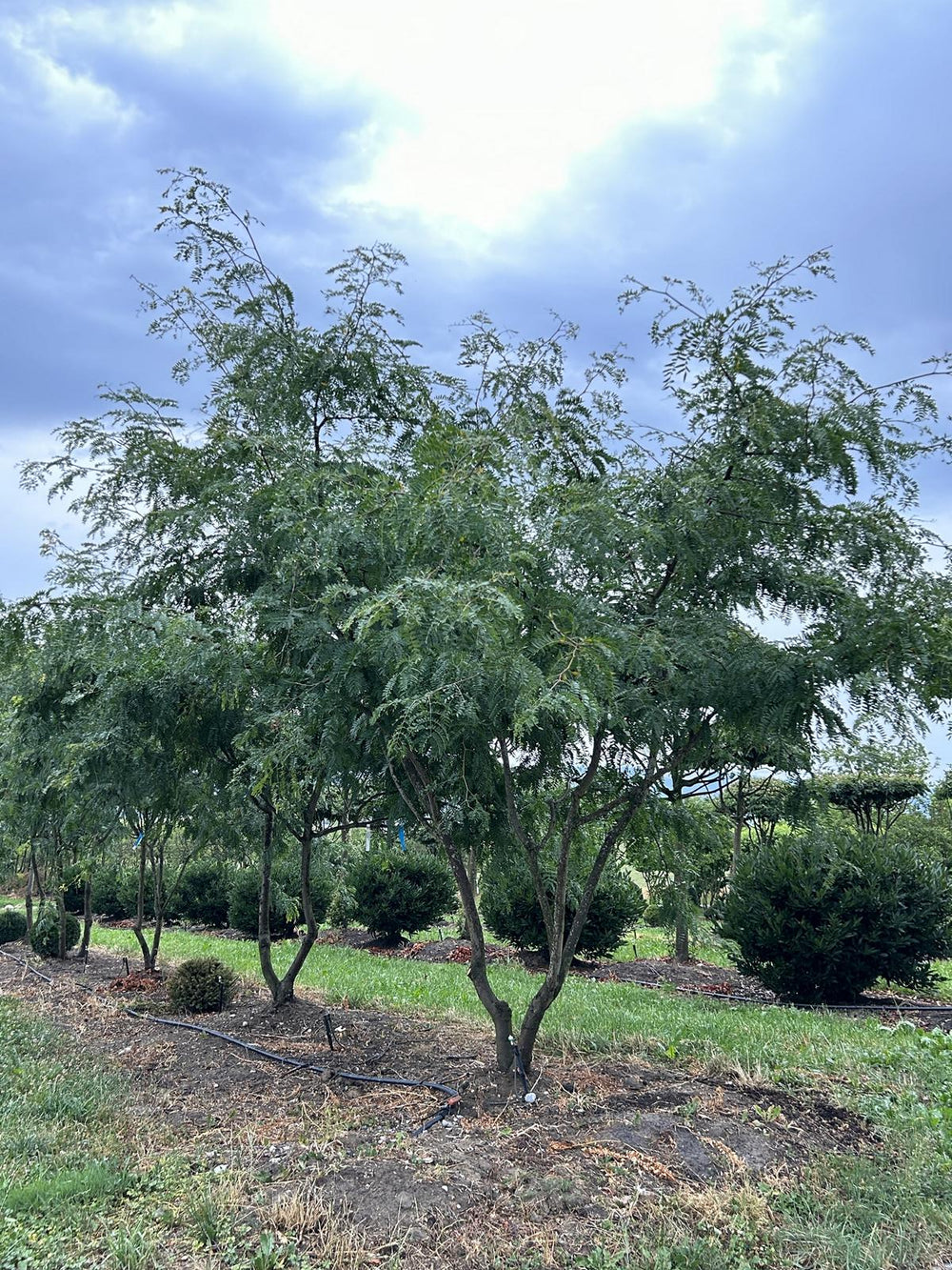 Gleditsia triacanthos 'Sunburst' Dachform