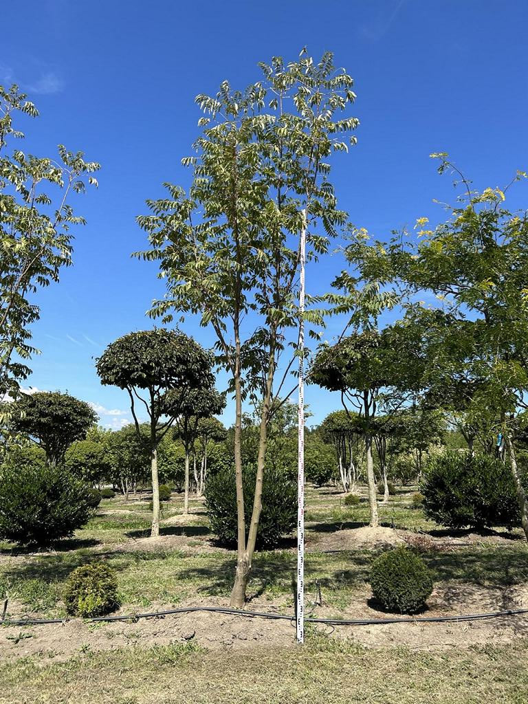 Toona sinensis 'Flamingo'