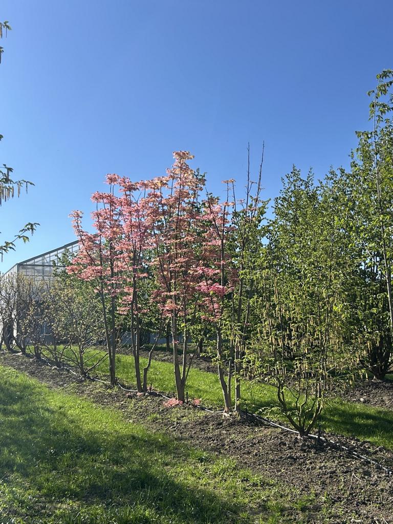 Toona sinensis 'Flamingo'