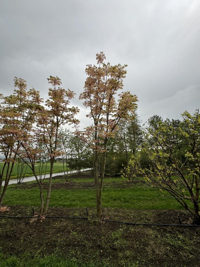 Toona sinensis 'Flamingo'