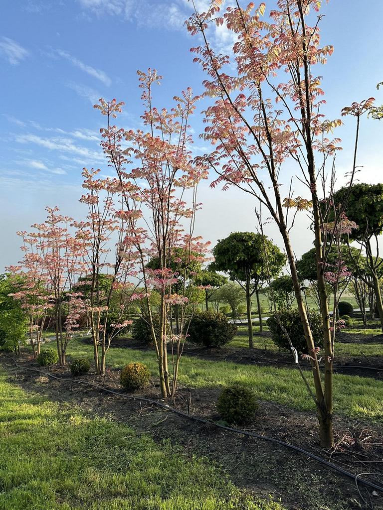 Toona sinensis 'Flamingo'