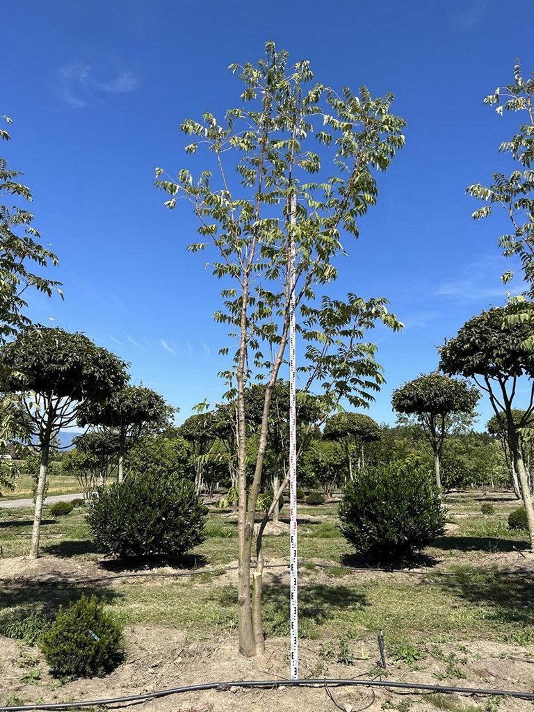 Toona sinensis 'Flamingo'