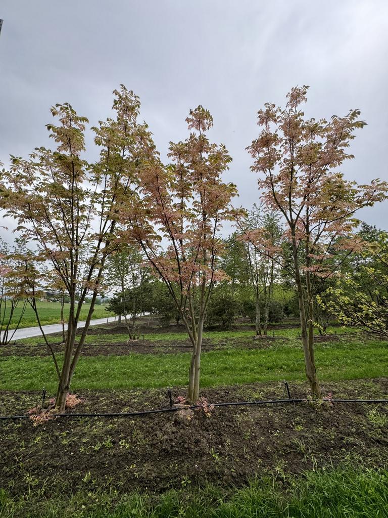 Toona sinensis 'Flamingo'