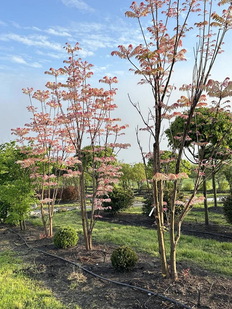 Toona sinensis 'Flamingo'