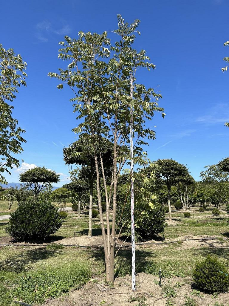 Toona sinensis 'Flamingo'