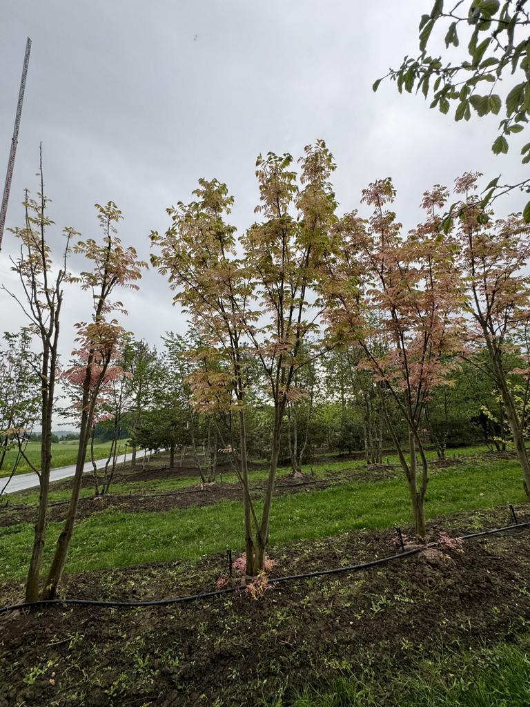 Toona sinensis 'Flamingo'