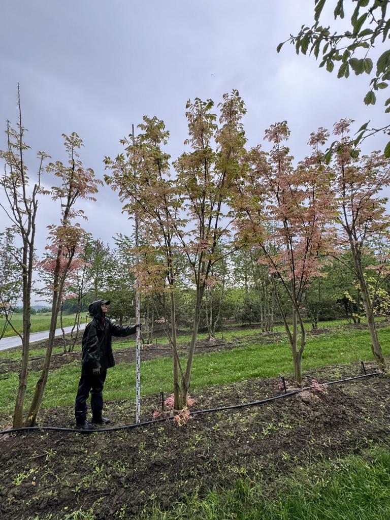 Toona sinensis 'Flamingo'