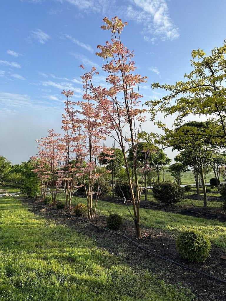 Toona sinensis 'Flamingo'