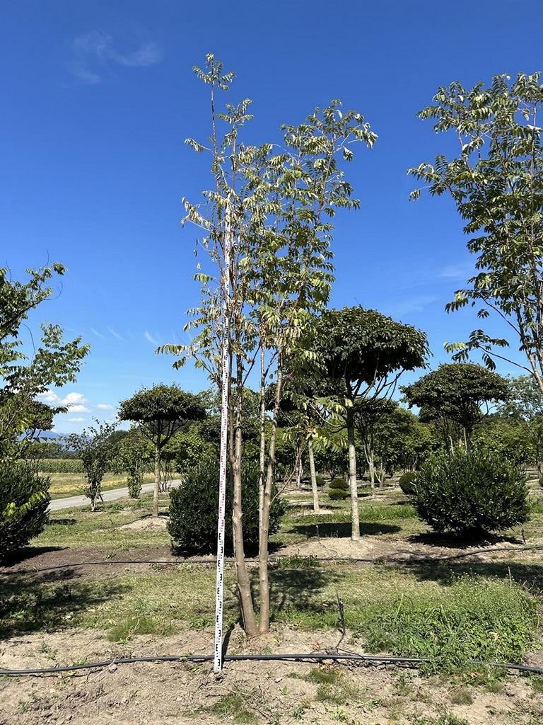 Toona sinensis 'Flamingo'