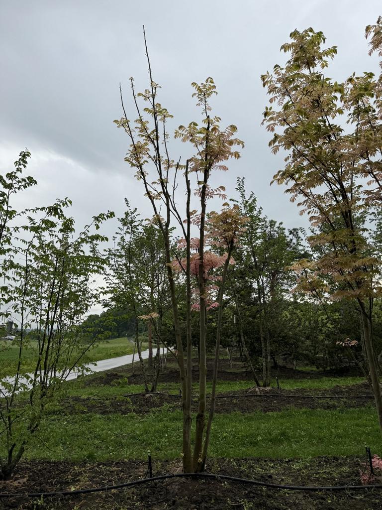 Toona sinensis 'Flamingo'