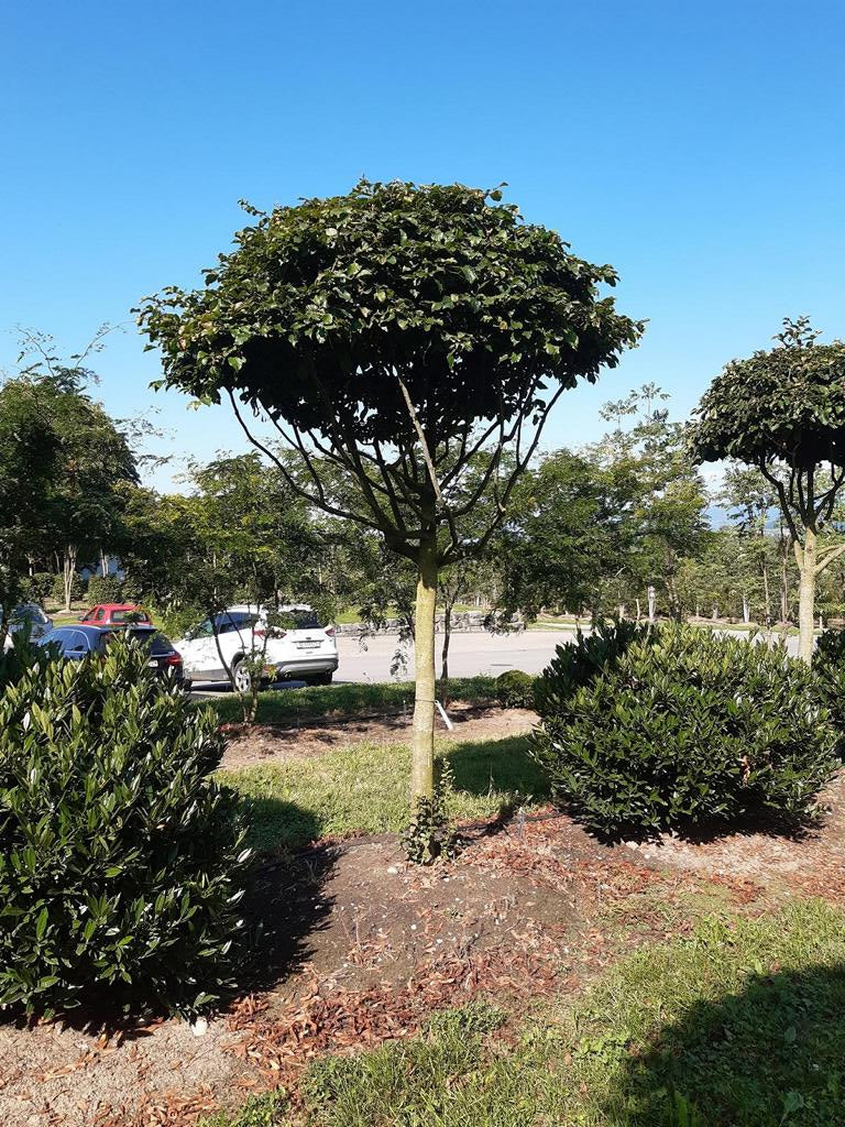 Parrotia persica Schirmform