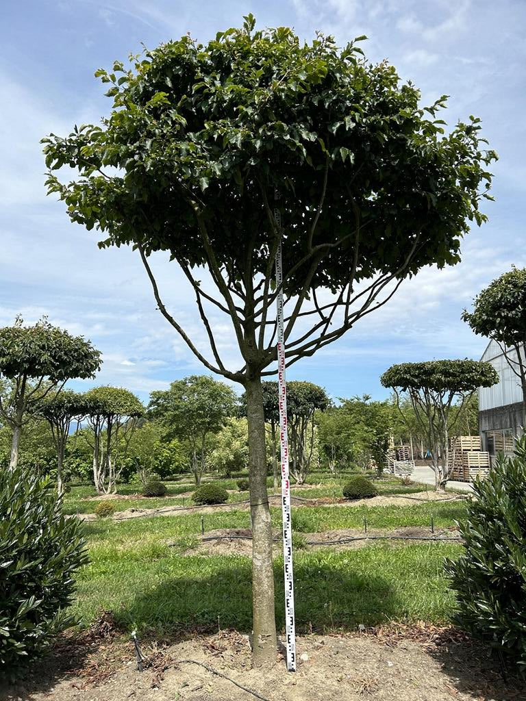 Parrotia persica Schirmform