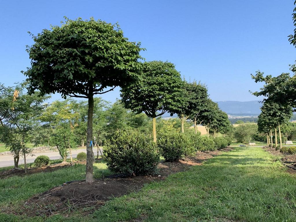 Parrotia persica Schirmform